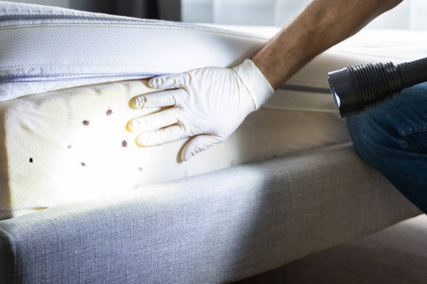 Best Bed Bug Extermination  in St Martin, MS