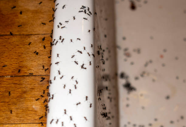 Best Mosquito Control Services  in St Martin, MS