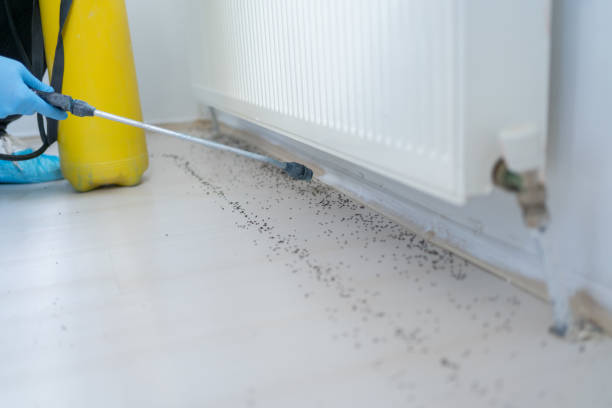 Best Termite Control Services  in St Martin, MS