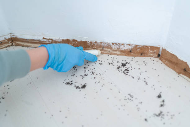 Best Best Pest Control Companies  in St Martin, MS